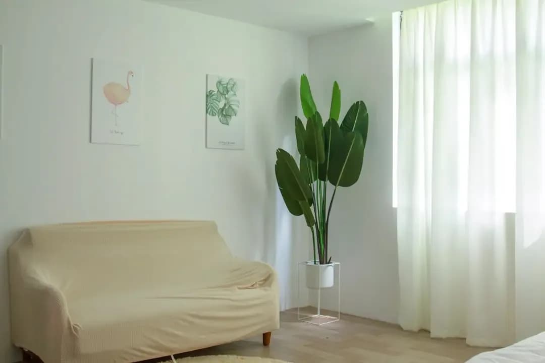 green indoor plant beside bed