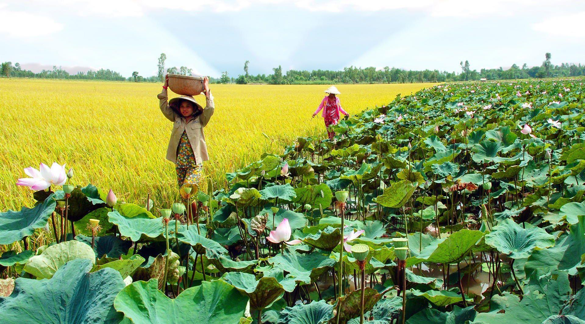 Kinh nghiệm du lịch Đồng Tháp chi tiết