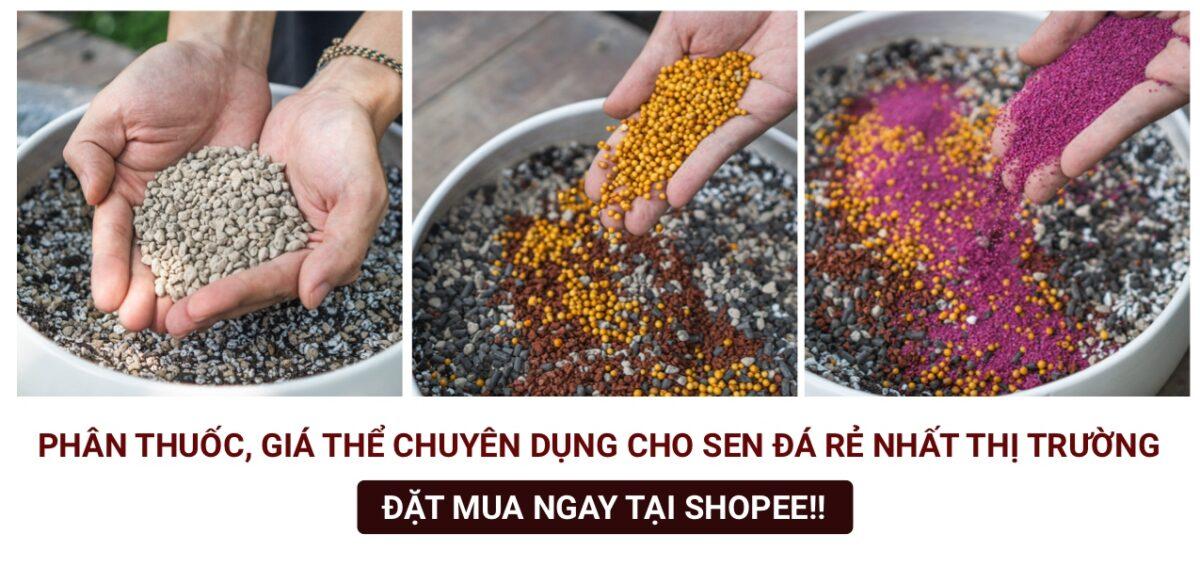 Cách trồng sen đá chuẩn, chia sẻ của người 7 năm trồng sen đá