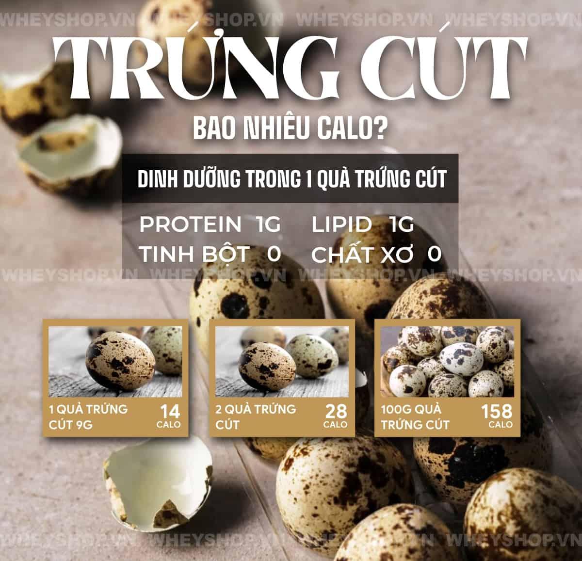 [Giải đáp thắc mắc] Trứng cút bao nhiêu calo? Ăn trứng cút có mập không?