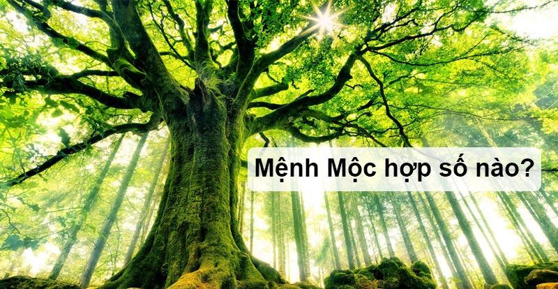 Mệnh Mộc hợp số nào? Mẹo chọn sim số đẹp dành cho mệnh Mộc